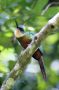 Trinidad2005 - 151 * Rufous-tailed Jacamar.